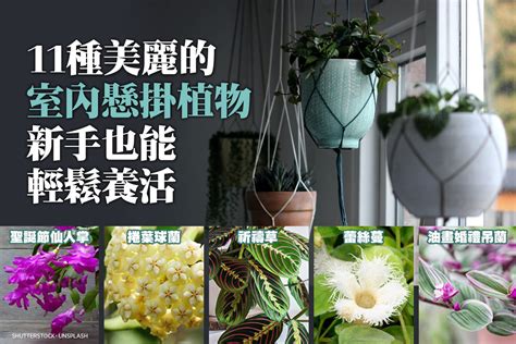 吊掛 植物|11種美麗室內懸掛植物 新手也能輕鬆養活 